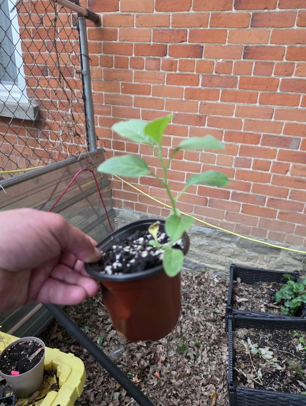 Ashwagandha Rooted Plant (Herb)